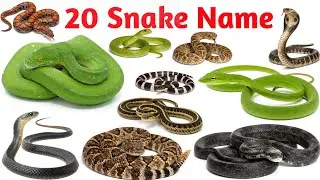 Snake Names | Cobra, Python, Viper | Kids Vocabulary Learning