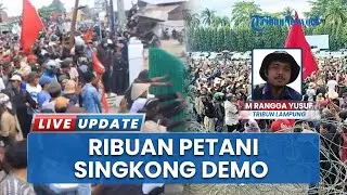 Harga Tak Sesuai Kesepakatan, Ribuan Petani Singkong Tuntut 3 Perusahaan di Tulangbawang Lampung