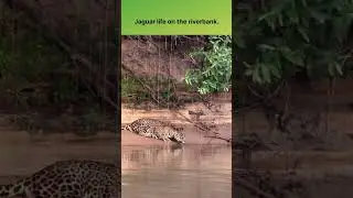 Jaguar life on the riverbank. #wildlife #wildanimals #naturelovers #jaguar #ihsanibrahim
