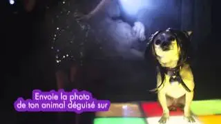 Boule et Bill le Film - Concours photo