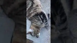 鄰居的小貓 - 久別重逢的探訪者 My neighbour's cat visited me again this morning !  #cat