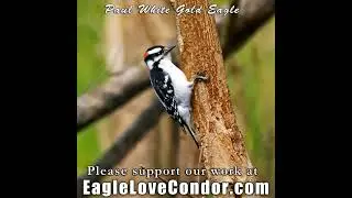 Paul White Gold Eagle 🕉 Perfectly Awakened Buddhas of the Original Mind of Source 🕉   #newearth