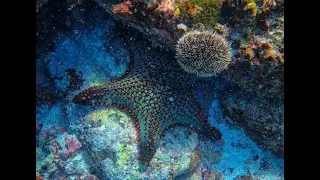 #7 World Ocean Day countdown: STARFISH + cousins