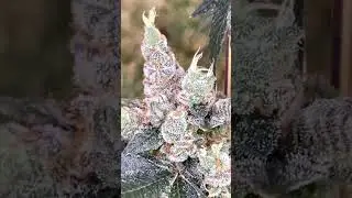 Terpee slurpee  #weed