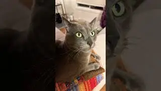 Cool cat with green eyes 🥰#cat #cute #cutecat #funny #bluecat #funnycats