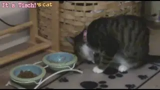My kitty eating with her hands - and random music