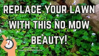 Quick Guide to Australian Violets - 90 second natives - viola