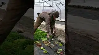 Secrets to Growing Veggies All Winter #marketgardening #homesteading #howtogrowwintervegetables