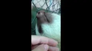 Getting kissed by a sloth. Cute!