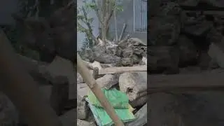 jampui Hill Bathlamship #hindisong #youtubeshorts