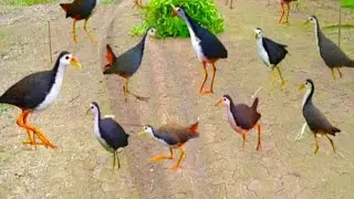 THE BEST EFFECTIVE TRAP FOR WATERHEN