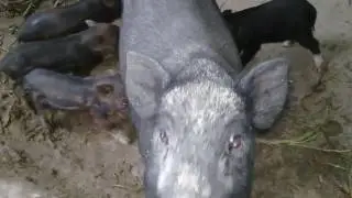 Cross breed wild pig into native pig