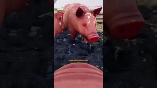 🐷 Making a VR Game - TRUE Pig Sim 2024 Reboot! #vrgaming  #devlog #shorts May 22, 2024
