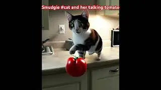 Smudgie #cat and her talking tomato #cartoon