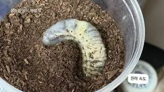 장수풍뎅이 애벌레 3령 변태 산책 4배속