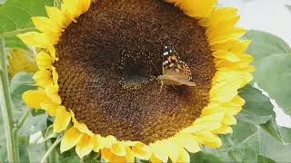 Beautiful Butterfly flying in the sky & siting down on the flower.