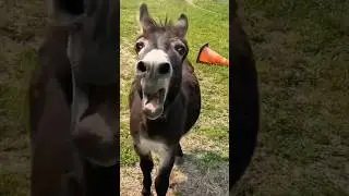 The donkey and dog became inseparable family members #animals #shorts