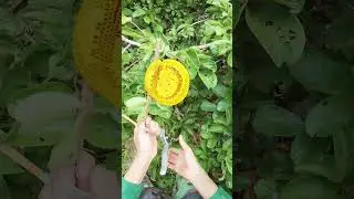 Bee honey #bee #purebeehoney #shortvideo #weeklybees