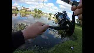 Broke my pb large mouth bass with shiners !!!!