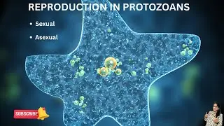 REPRODUCTION IN PROTOZOANS || ASEXUAL || SEXUAL || MODES OF REPRODUCTION || MOLECULAR MYSTERIES