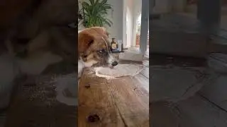 Make your own dog pizza | This is the recipe for Pizza Grande Bello 🍪🐶