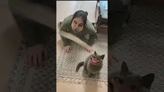 Cute cat's hilarious reaction to face swap filter 2 😹 🤣 #cats #funnycats #pets #faceswap #filter  🤣