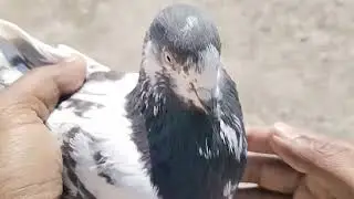 ماشاء اللہ بھائیوں کے لئے بریڈر 5 جوڑے ٹیڈی قصوری ریٹ مناسب11000 کے03260112462 جہلم سرائے عالمگیر 