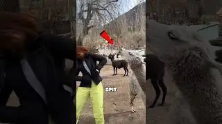 Почему ламы выплевывают в вас содержимое своего желудка