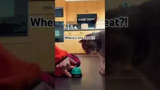 Day 4 training my cat to ring bell for treats 🛎️ 🐈