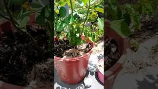 verzorging pot roos