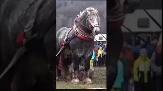 Massive Draft Horses. Meet the Gentle Giants! #animals #horse
