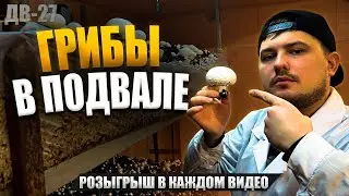 ГДЕ МОЖНО СЪЕКОНОМИТЬ | КАК ПРАВИЛЬНО СДЕЛАТЬ | БИЗНЕС НА ГРИБАХ | ДВ 27
