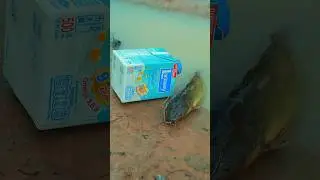 Survival Skills: Single mom with bottle fish trap #survival #camping #bushcraft #fishing #fish