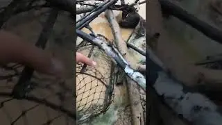Fish catching in village #fishingvideo #fishcatching #catching #catchfishtechnique #realcatchinglife
