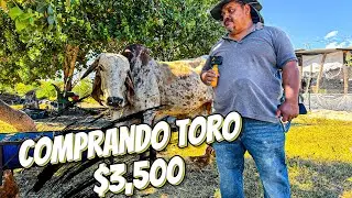 Revisando el nuevo Toro que se compro por $3,500 | Avances en la Construcción de la Bodega