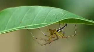 Lynx spider (Oxyopes cf.shweta)
