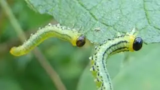 Birch sawfly caterpillar - Craesus septentrionalis - Trj&aacute;&thorn;&eacute;la - Bla&eth;vespa - Flugur - Skord&yacute;r