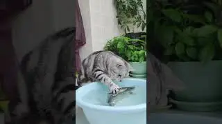LanshouGoldfish Satisfying fish Goldfish #short#shorts