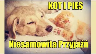 KOT I PIES - Niesamowita Przyjaźń - Śmieszne Psy i Koty KOMPILACJA #1