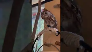 I guess you could call this an Oliver the owl vlog 🦉