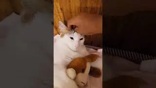 #shorts #funnycats #relaxing #reaction
