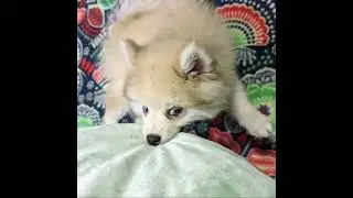 Pomsky Biscuits weekly video @puppytimeemporium7080