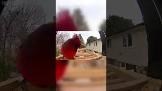 Stunning Close up of a Red Cardinal