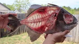 The EASIEST way to clean a Trigger fish