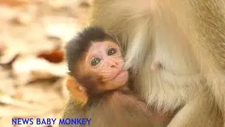 NEWBORN BABY MONKEY VERY HUNGRY | ANISSA MONKEY GOT MILK FEEDING | NEWS BABY MONKEY