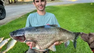 Bowfishing 52 Pound Grass Carp Lake Travis Texas