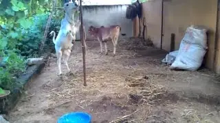 Cow calf playing, nice to see.. video from indian village