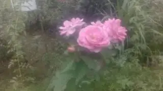 Day Delivery Flower Online Same