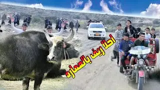 الاصالة ناس متواضعة الله يديم الافراح - خطوبه في الريف / صادق هاشم الهليجي و صيهود سالم الهليجي