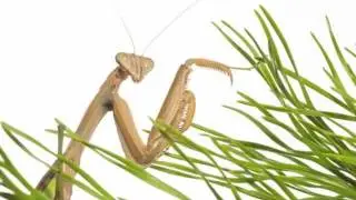 Meet Your Neighbours: Wildlife on White Part 1